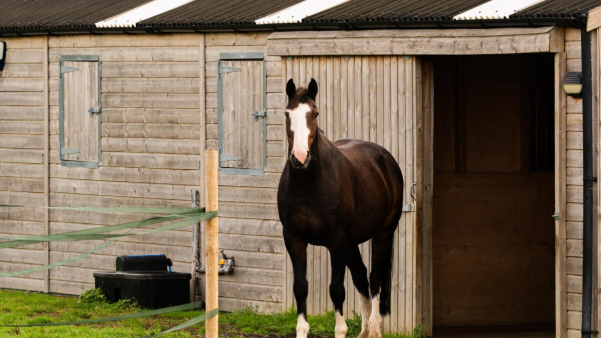 Cabanes pour chevaux : la solution idéale pour un stockage efficace du fourrage !