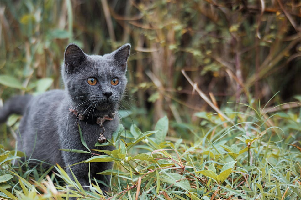 surveiller votre chat sans entraver sa liberté 2